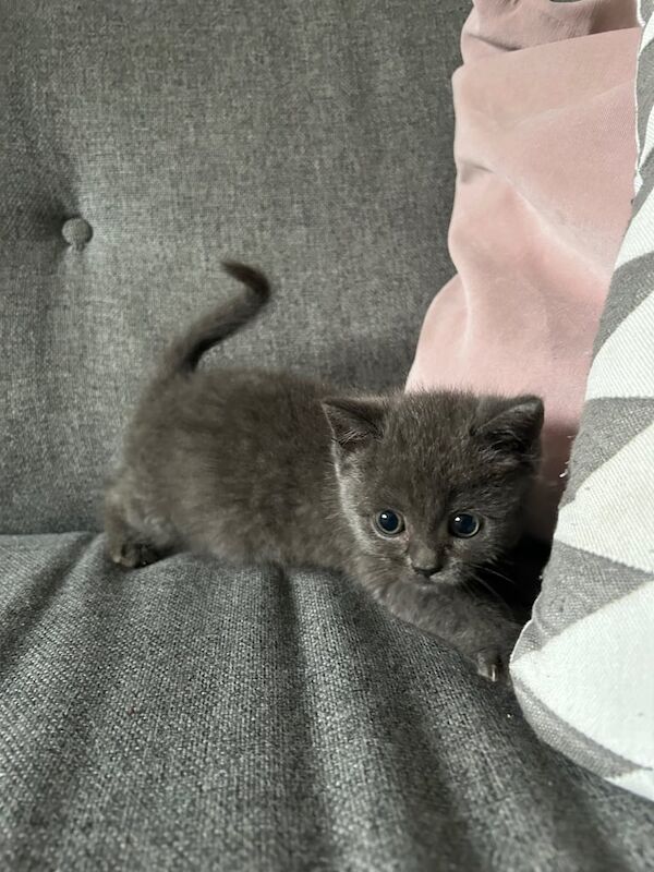 British Shorthair kittens for sale in Farnworth, Greater Manchester – 9 weeks old