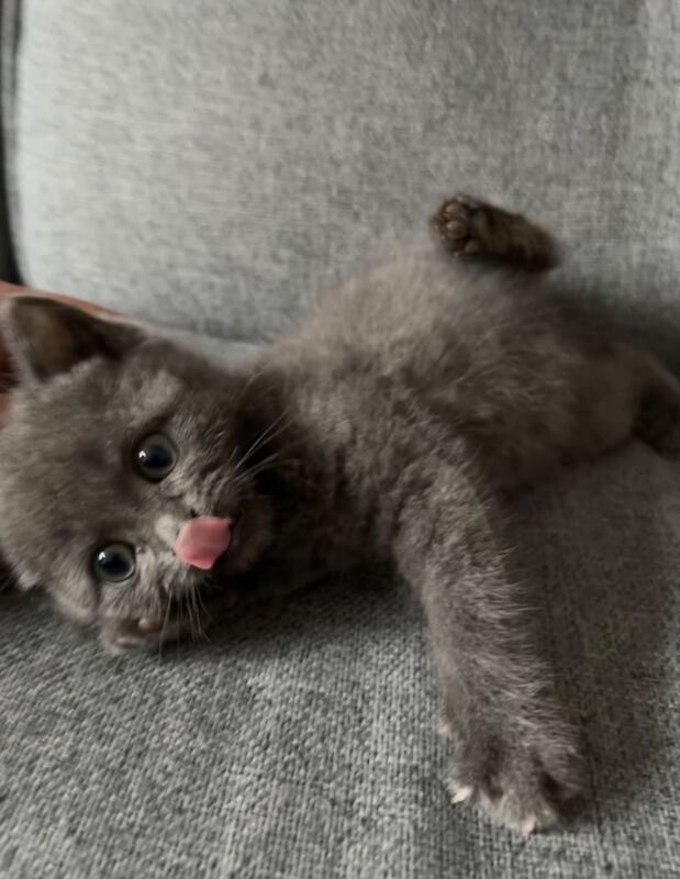 British Shorthair kittens for sale in Farnworth, Greater Manchester – 9 weeks old - Image 2 of 3