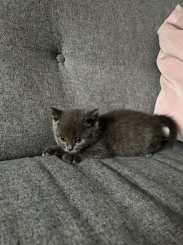 British Shorthair kittens for sale in Farnworth, Greater Manchester – 9 weeks old - Image 3 of 3