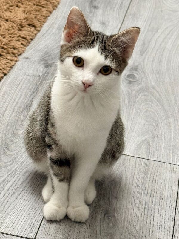 British Shorthair Kittens For Sale
