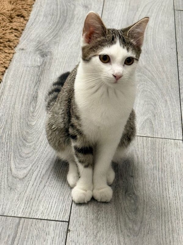 Beautiful British Shorthair Kitten - Image 2 of 4