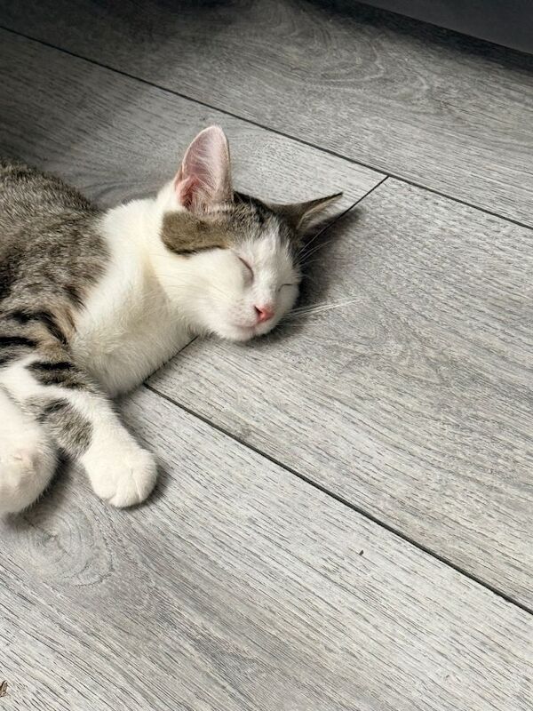 Beautiful British Shorthair Kitten - Image 4 of 4