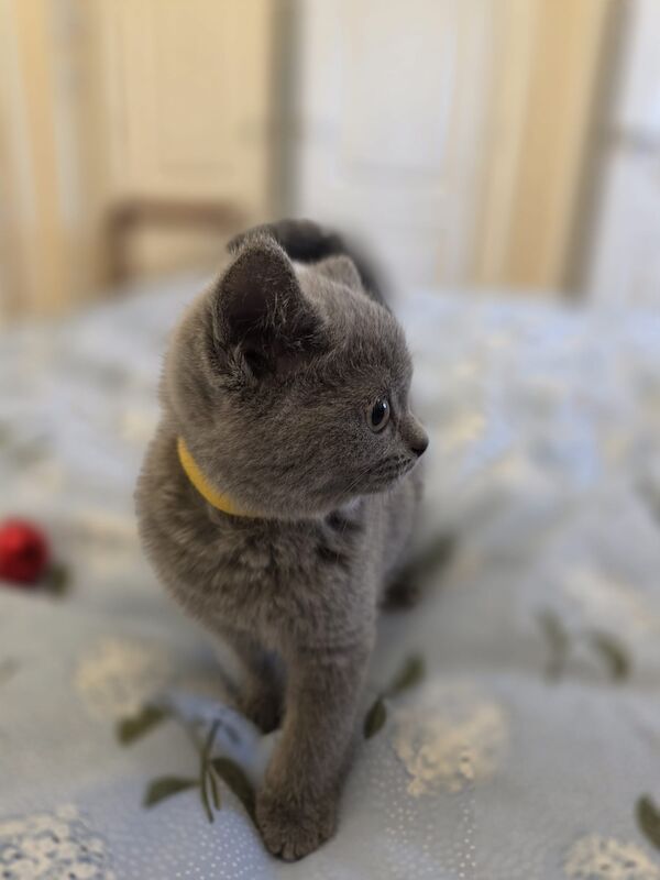 Beautiful British shorthair kitten