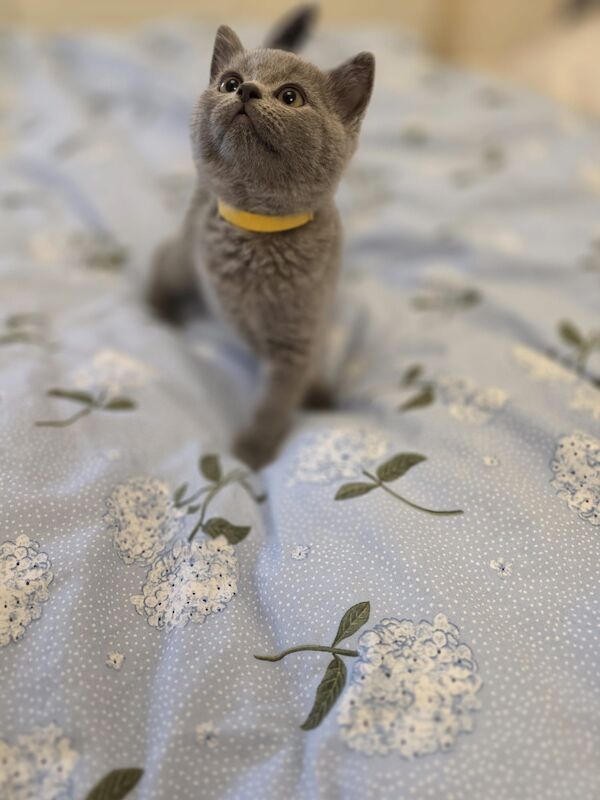 Beautiful British shorthair kitten - Image 2 of 5