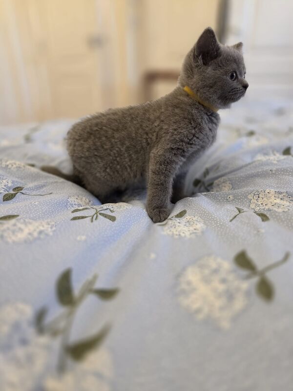 Beautiful British shorthair kitten - Image 3 of 5