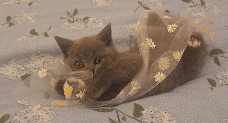 Beautiful British shorthair kitten - Image 4 of 5