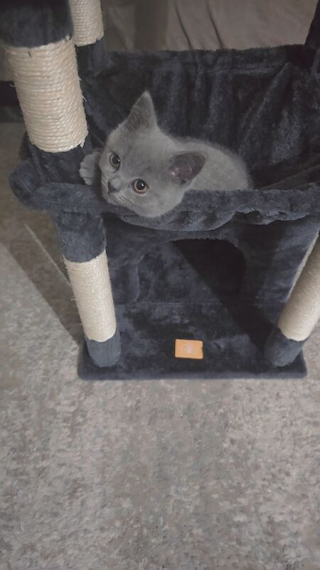 Beautiful British shorthair kitten - Image 5 of 5