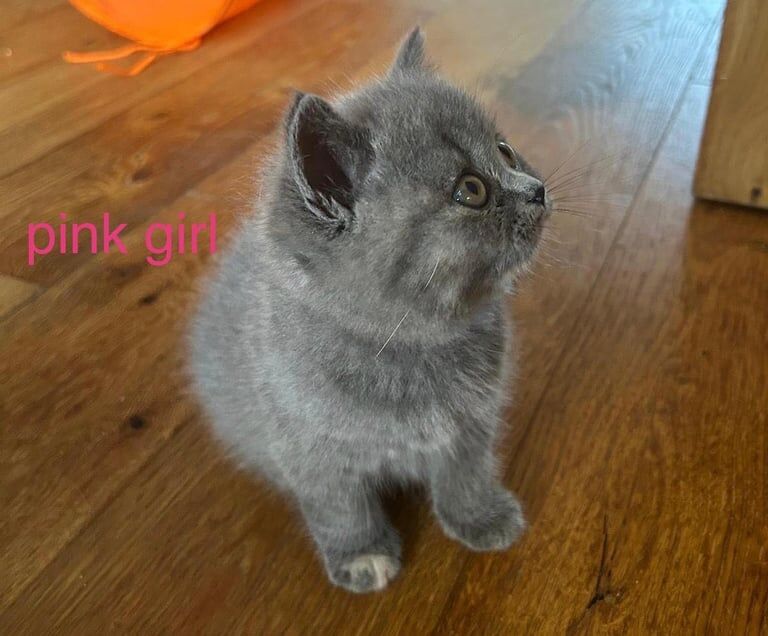 Beautiful British shorthair kittens for sale in Uxbridge, Greater London | Image 2