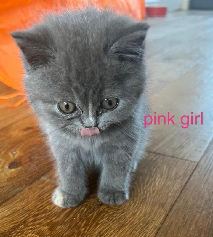 Beautiful British shorthair kittens for sale in Uxbridge, Greater London | Image 3