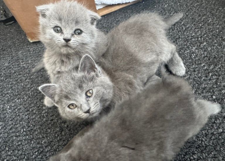 British Shorthair kittens for sale in Stratford, Greater London – 8 weeks old