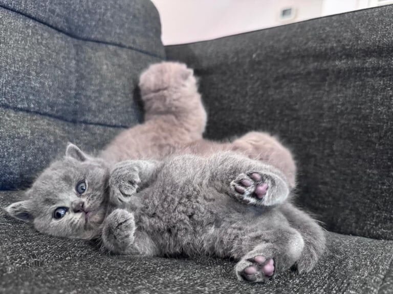 British Shorthair kittens for sale in Enfield, Greater London – 7 weeks old
