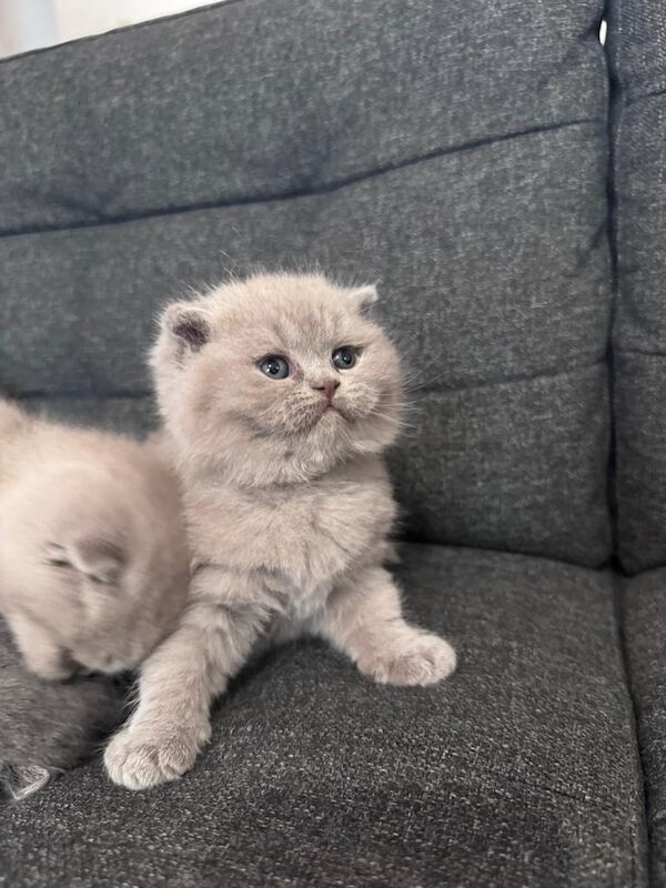 British Shorthair kittens for sale in Enfield, Greater London – 7 weeks old - Image 2 of 3