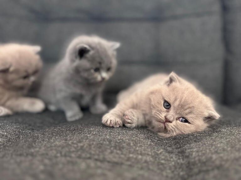 British Shorthair kittens for sale in Enfield, Greater London – 7 weeks old - Image 3 of 3