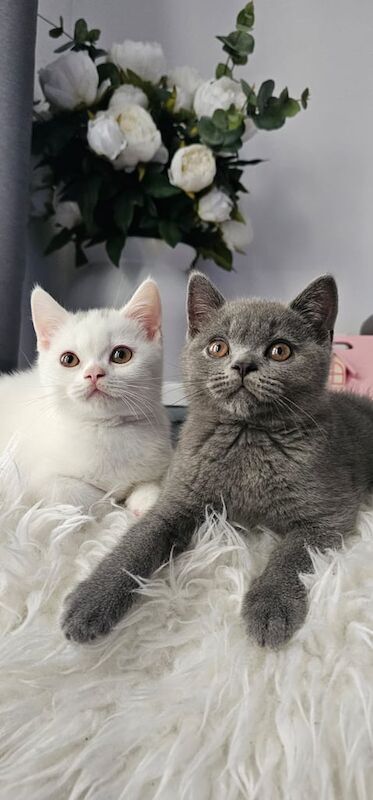 British Shorthair kittens for sale in Leytonstone, Greater London – 11 weeks old