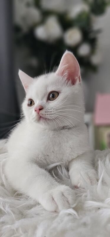 British Shorthair kittens for sale in Leytonstone, Greater London – 11 weeks old - Image 2 of 3