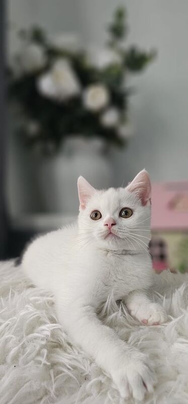 British Shorthair kittens for sale in Leytonstone, Greater London – 11 weeks old - Image 3 of 3