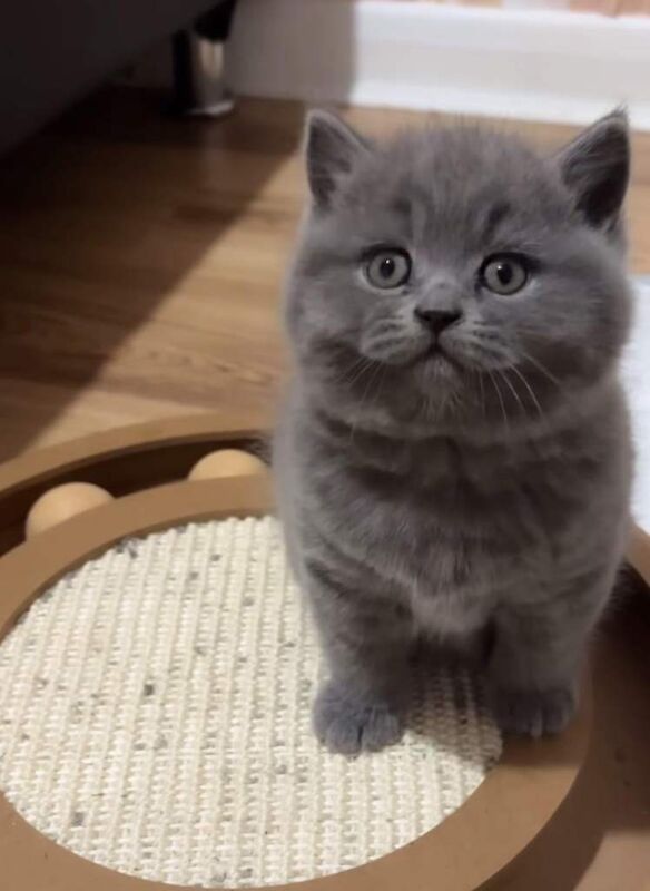 British Shorthair kittens for sale in Feltham, London – 3 months old