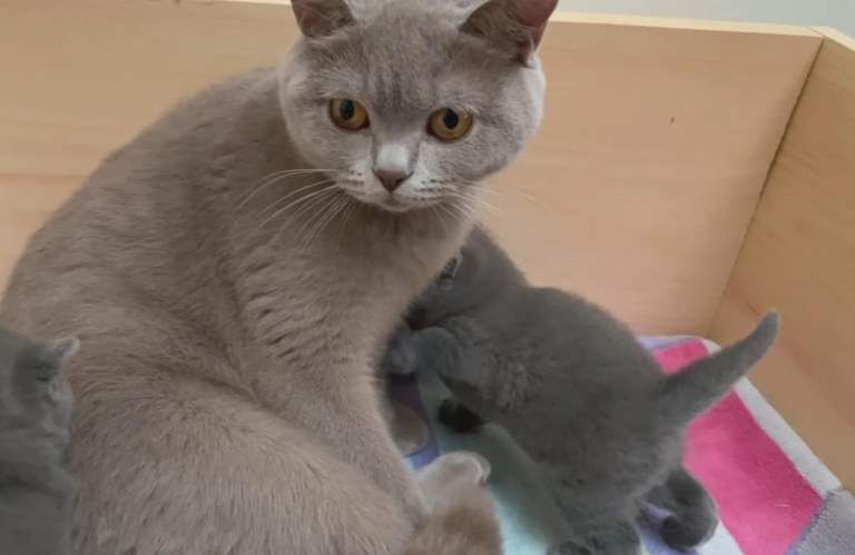 Beautiful British Shorthair Kittens - Image 2 of 2