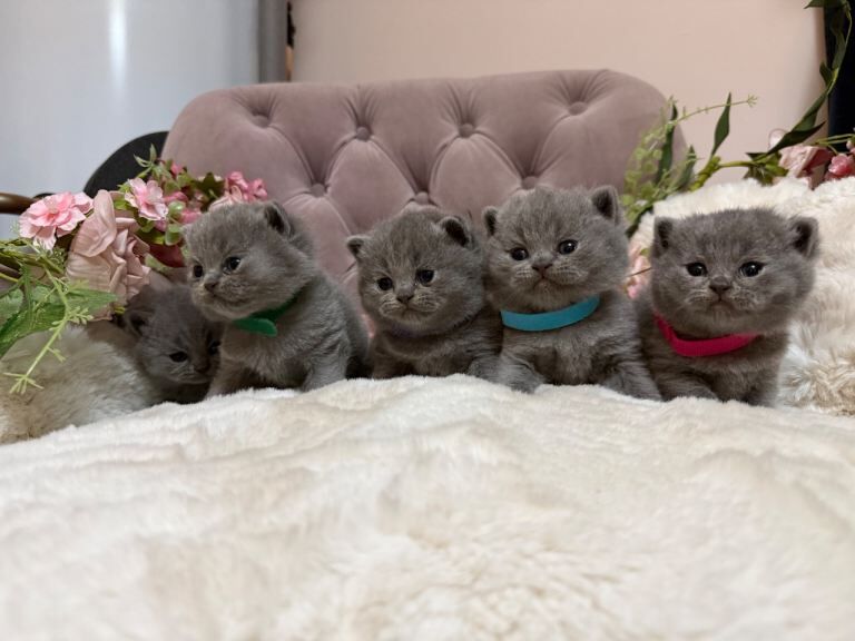 Beautiful British Shorthair Kittens