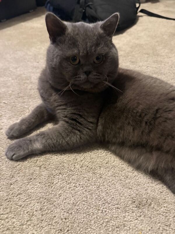 Beautiful British Shorthair Kittens - Image 2 of 4