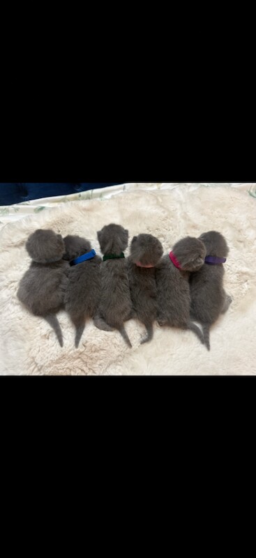 Beautiful British Shorthair Kittens - Image 3 of 4