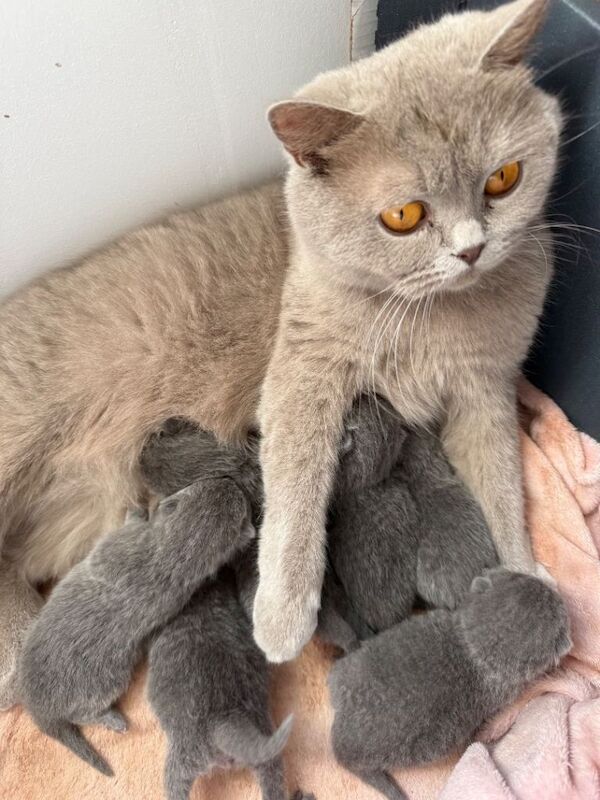 Beautiful British Shorthair Kittens - Image 4 of 4