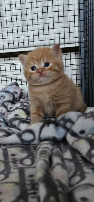 Beautiful British shorthair kittens