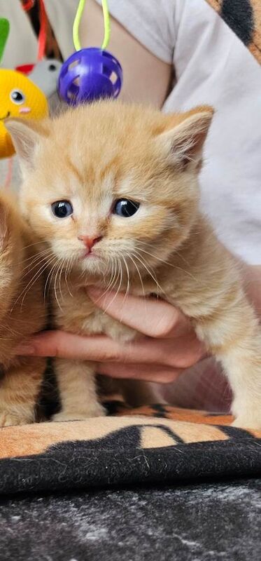 Beautiful British shorthair kittens - Image 3 of 4