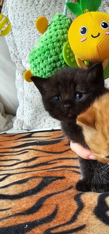Beautiful British shorthair kittens - Image 4 of 4