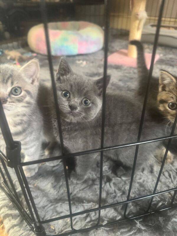 Beautiful British Shorthair Kittens - Image 2 of 5