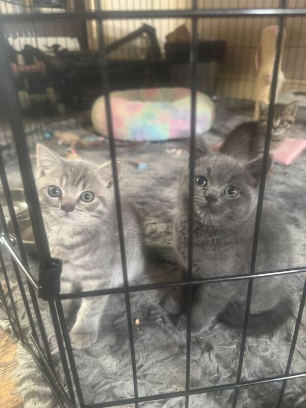 Beautiful British Shorthair Kittens - Image 3 of 5
