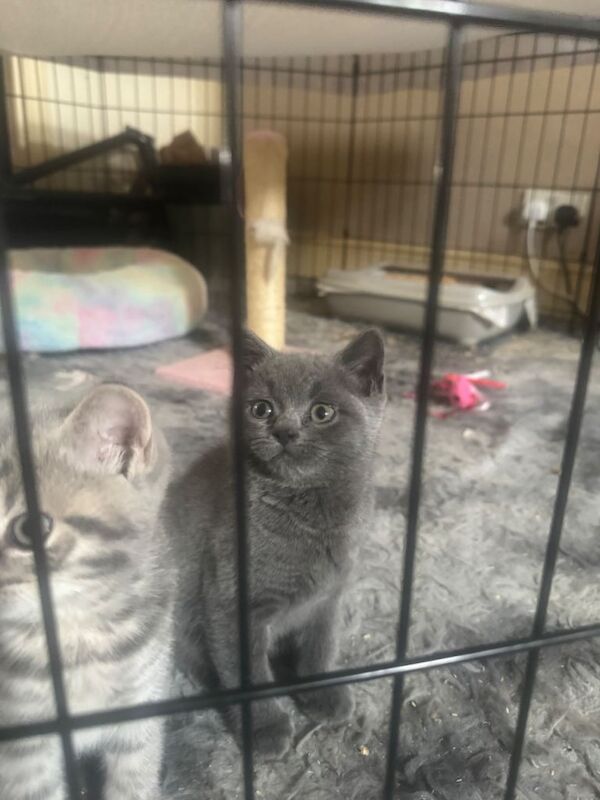 Beautiful British Shorthair Kittens - Image 4 of 5