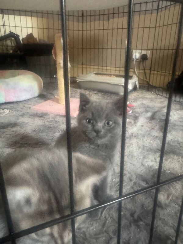 Beautiful British Shorthair Kittens - Image 5 of 5