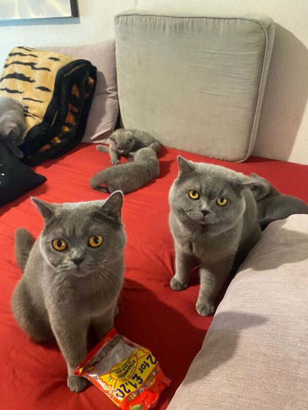 Beautiful British Shorthair Kittens