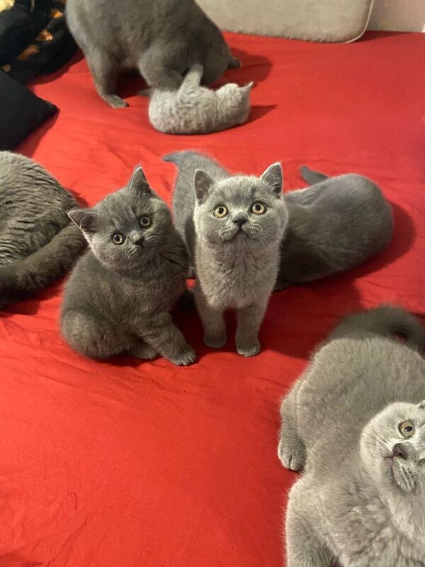 Beautiful British Shorthair Kittens - Image 2 of 4