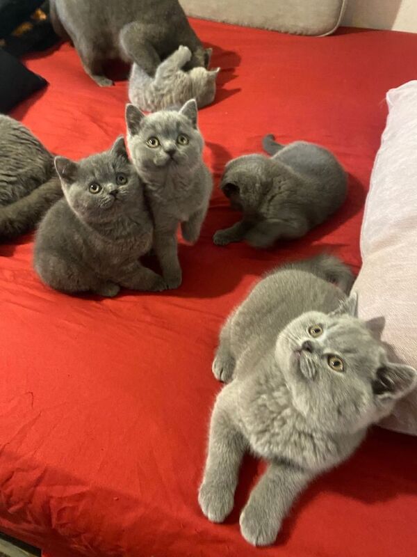 Beautiful British Shorthair Kittens - Image 3 of 4