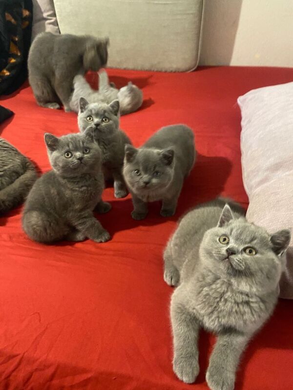 Beautiful British Shorthair Kittens - Image 4 of 4