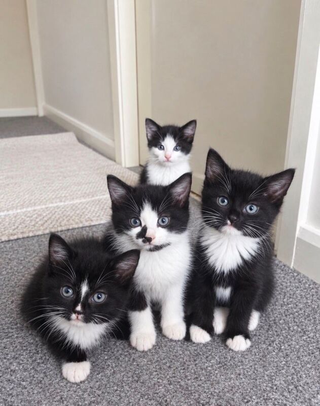 Beautiful British Shorthair Kittens - 3 Boys & 1 girl