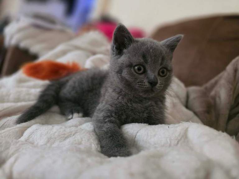 Beautiful British Shorthair kittens
