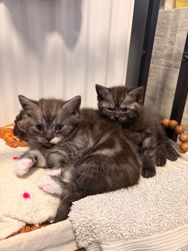 Beautiful British shorthair kittens