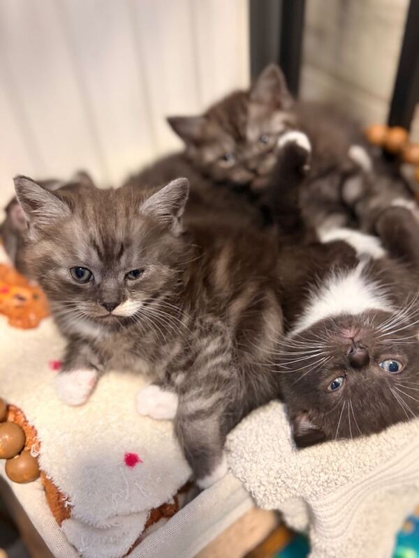 Beautiful British shorthair kittens - Image 2 of 6