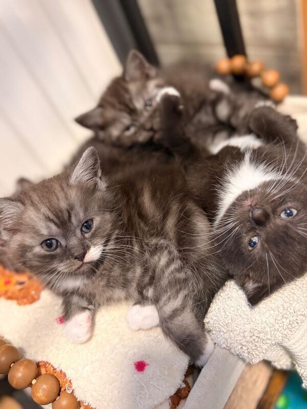 Beautiful British shorthair kittens - Image 3 of 6
