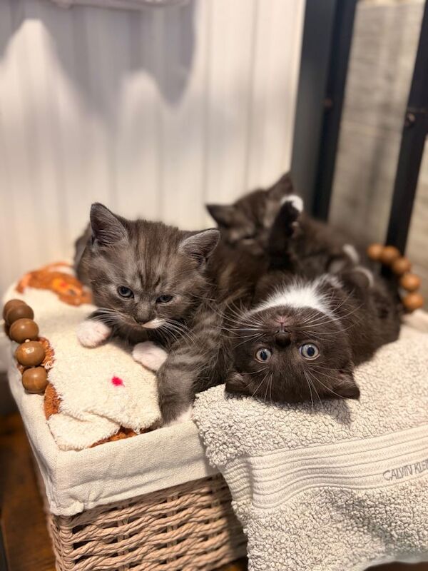 Beautiful British shorthair kittens - Image 4 of 6
