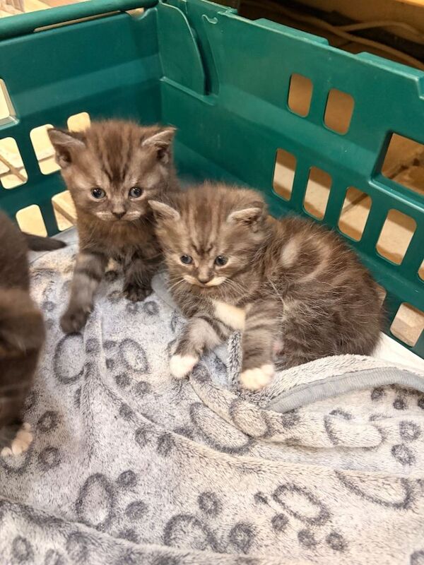 Beautiful British shorthair kittens - Image 5 of 6