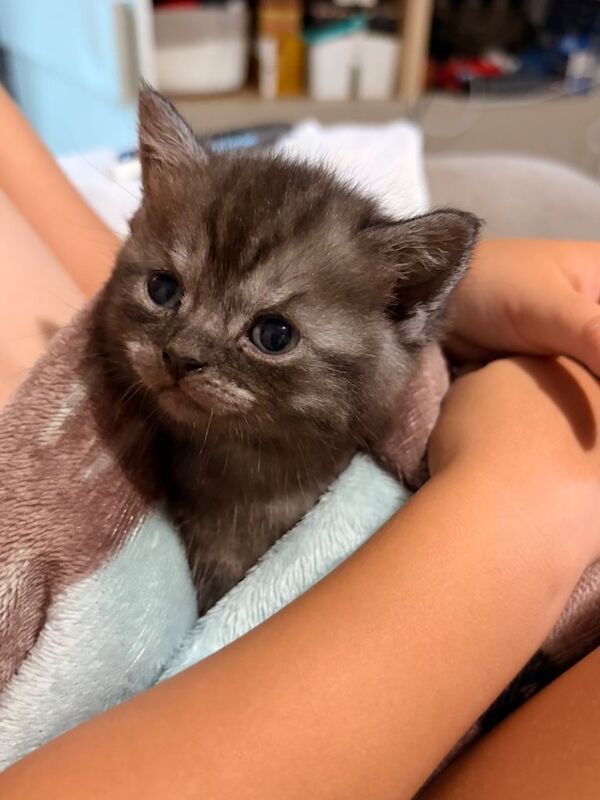 Beautiful British shorthair kittens - Image 6 of 6