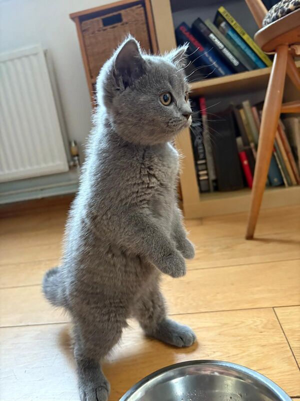 British Shorthair kittens for sale in Maldon, Essex – 9 weeks old
