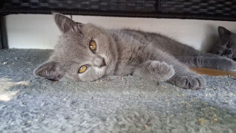 British Shorthair kittens for sale in Maldon, Essex – 9 weeks old - Image 2 of 8