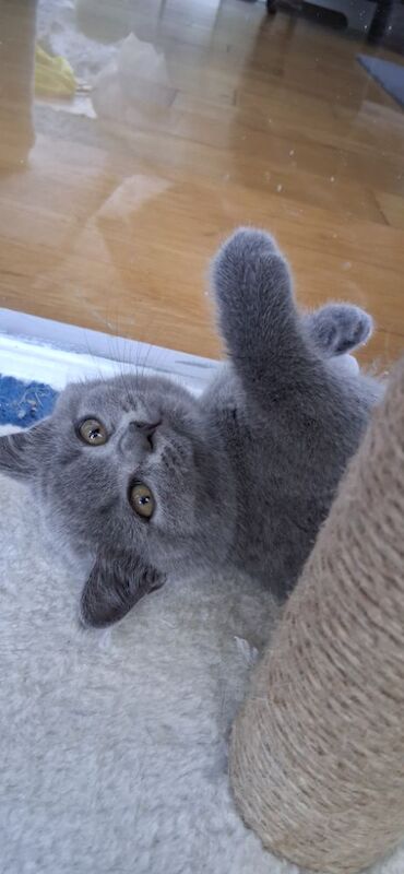 British Shorthair kittens for sale in Maldon, Essex – 9 weeks old - Image 3 of 8