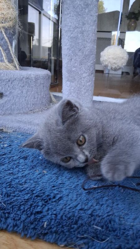 British Shorthair kittens for sale in Maldon, Essex – 9 weeks old - Image 4 of 8