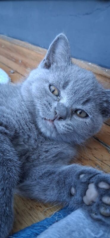 British Shorthair kittens for sale in Maldon, Essex – 9 weeks old - Image 5 of 8